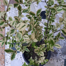 Ligustrum Ovalifolium Argenteum Plant