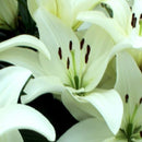 Lilium Asiatic 'Sotara' (Bulbs)