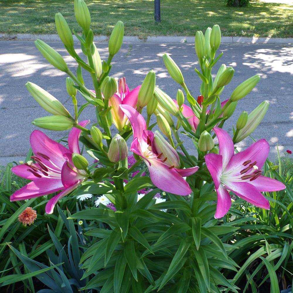 Lilium Asiatic 'Arbatex' (Bulbs) - myBageecha