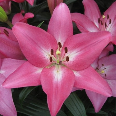 Lilium Asiatic 'Arbatex' (Bulbs) - myBageecha