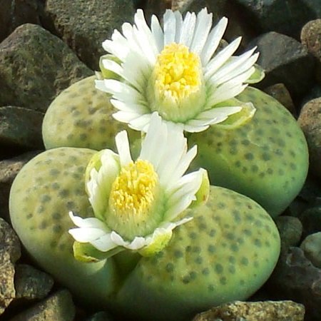Lithop Fulviceps Aurea Living Stone Succulent Plant - myBageecha