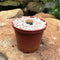 Lithop  Pseudotruncatella ssp. Pseudotruncatella Living Stone Succulent Plant