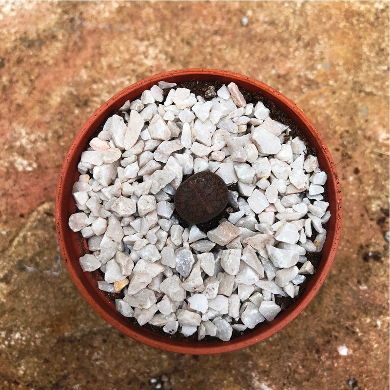 Lithops Aucampiaes Living Stone Succulent Plant