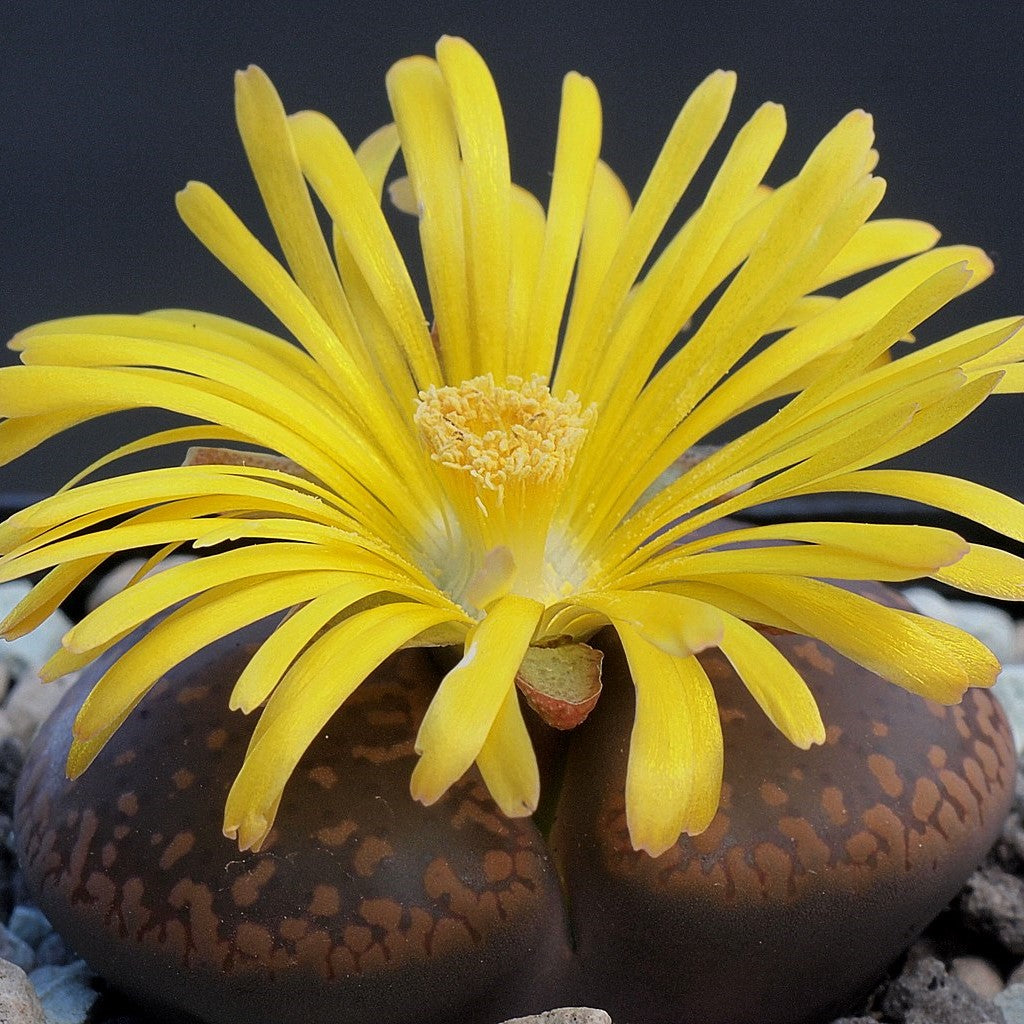 Lithops Aucampiae 'Firebrand' - Living Stone - myBageecha