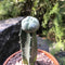 Lophophora Williamsii Whiskey Cactus Plant