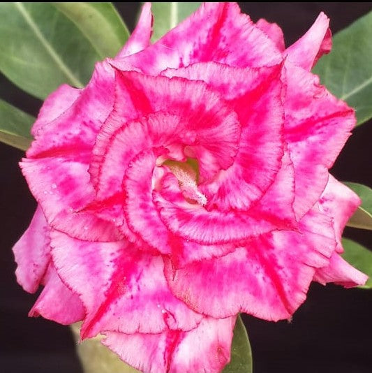 Rosy Spiral Adenium Plant - myBageecha