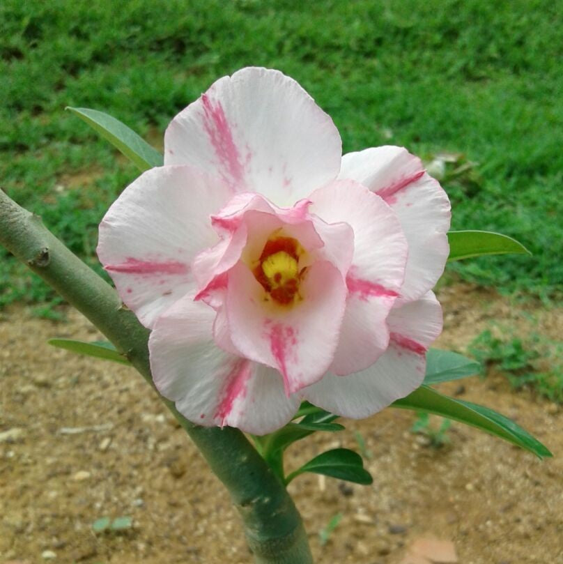 Pink Floret Adenium Plant - myBageecha