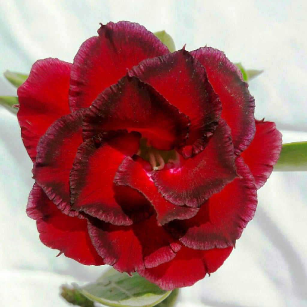 Red Ruffle Adenium Plant