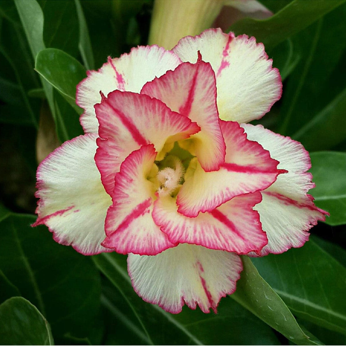 Stellate Bloom Adenium Plant - myBageecha