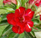 Ruddy Red Adenium Plant