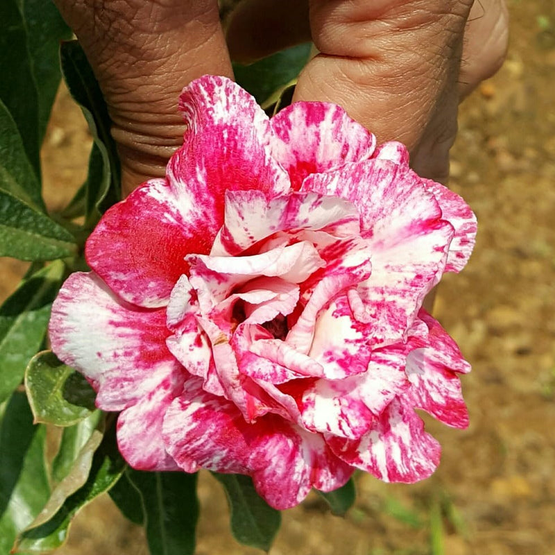 Pastel Rosy Adenium Plant