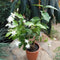 Set of 4 Balcony Flowering Plants -  Har Shringar + Madan Mogra + Dwarf Madhu Malti + Bleeding Heart Vine