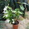 Jasminum Sambac Madan Mogra Plant