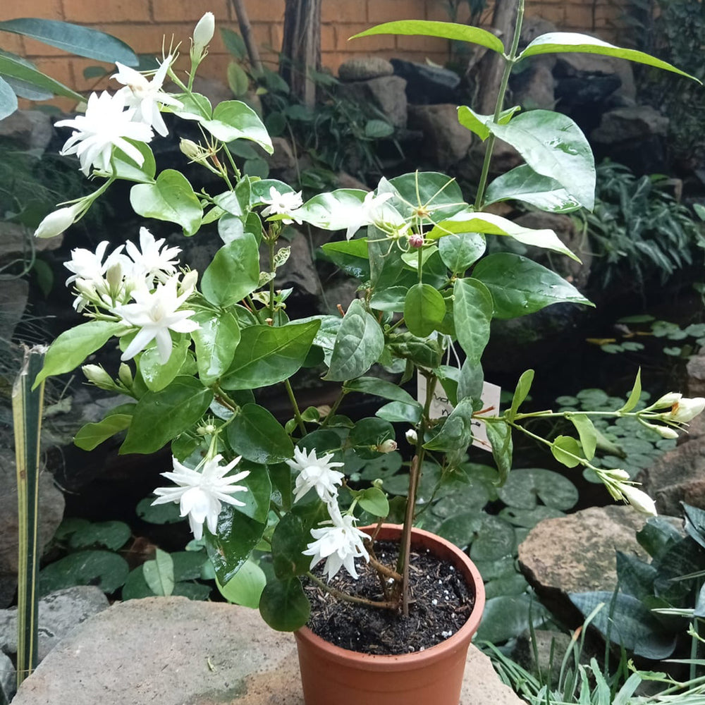 Buy Jasminum Sambac Madan Mogra Plant | MyBageecha