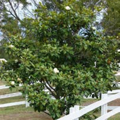 Him Champa / Magnolia Grandiflora Plants myBageecha - myBageecha
