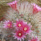 Mammillaria Bocasana Powder Puff Cactus Plant