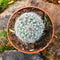 Mammillaria Hahniana Old Lady Cactus Plant