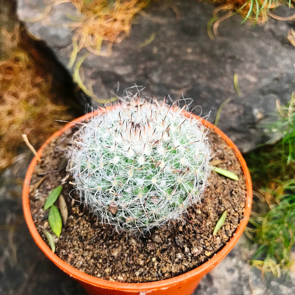 Mammillaria Hahniana Old Lady Cactus Plant - myBageecha
