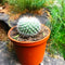 Mammillaria Parkinsonii Owl Eye Cactus Plant