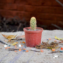 Golden Star Cactus Plants myBageecha - myBageecha