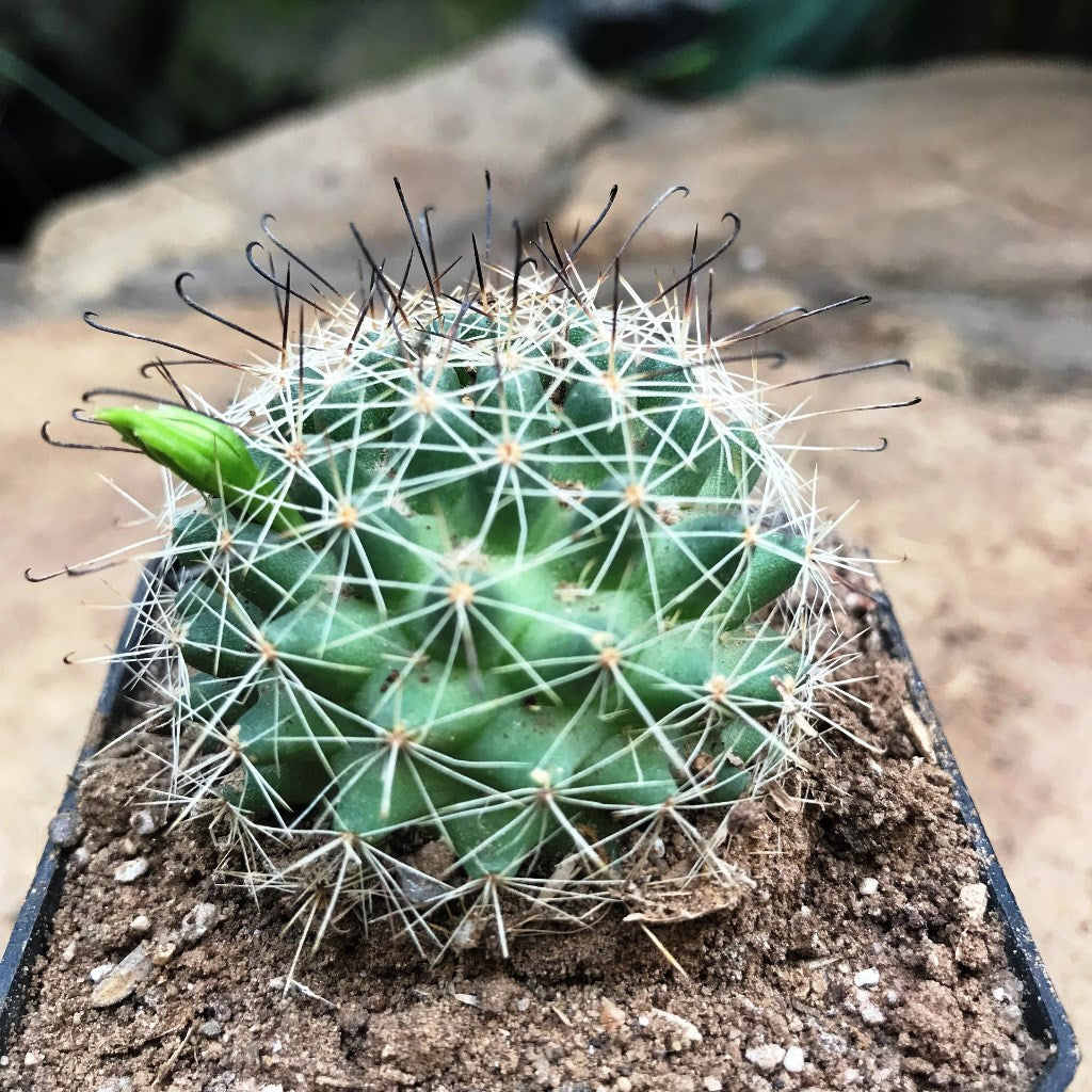 Mammillaria Beneckei Cactus Plant - myBageecha