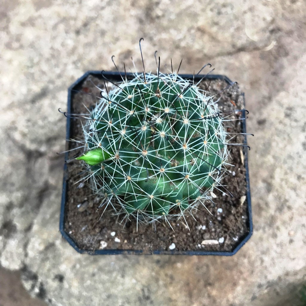 Mammillaria Beneckei Cactus Plant - myBageecha