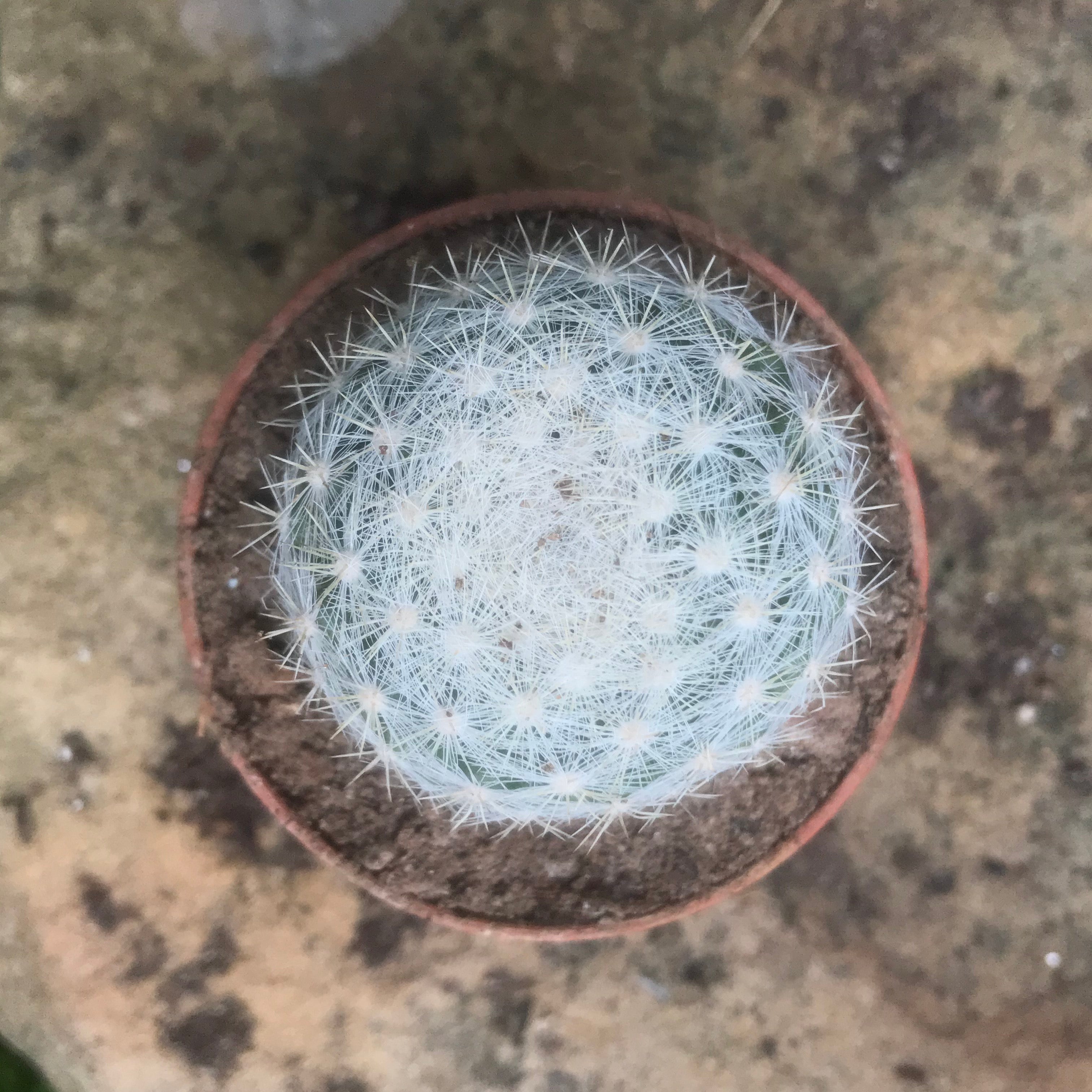 Mammillaria Candida Snowball Cactus Plant - myBageecha