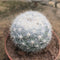 Mammillaria Candida Snowball Cactus Plant