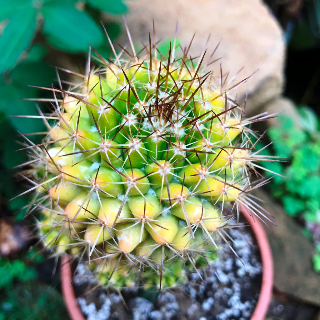 Mammillaria Compressa f. Variegata Cactus Plant - myBageecha