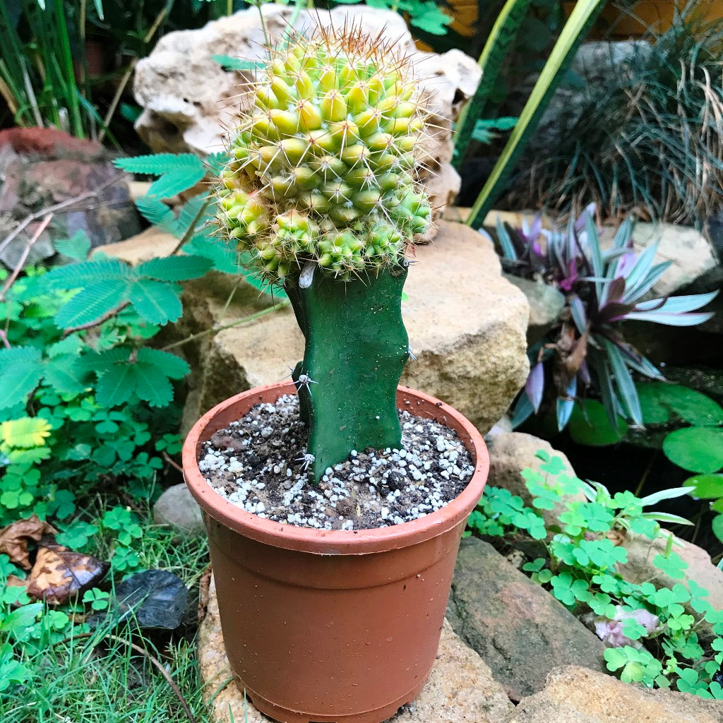 Mammillaria Compressa f. Variegata Cactus Plant - myBageecha