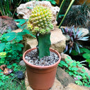 Mammillaria Compressa f. Variegata Cactus Plant