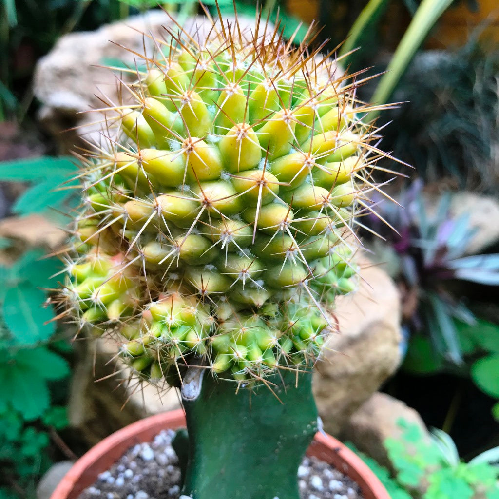 Mammillaria Compressa f. Variegata Cactus Plant - myBageecha