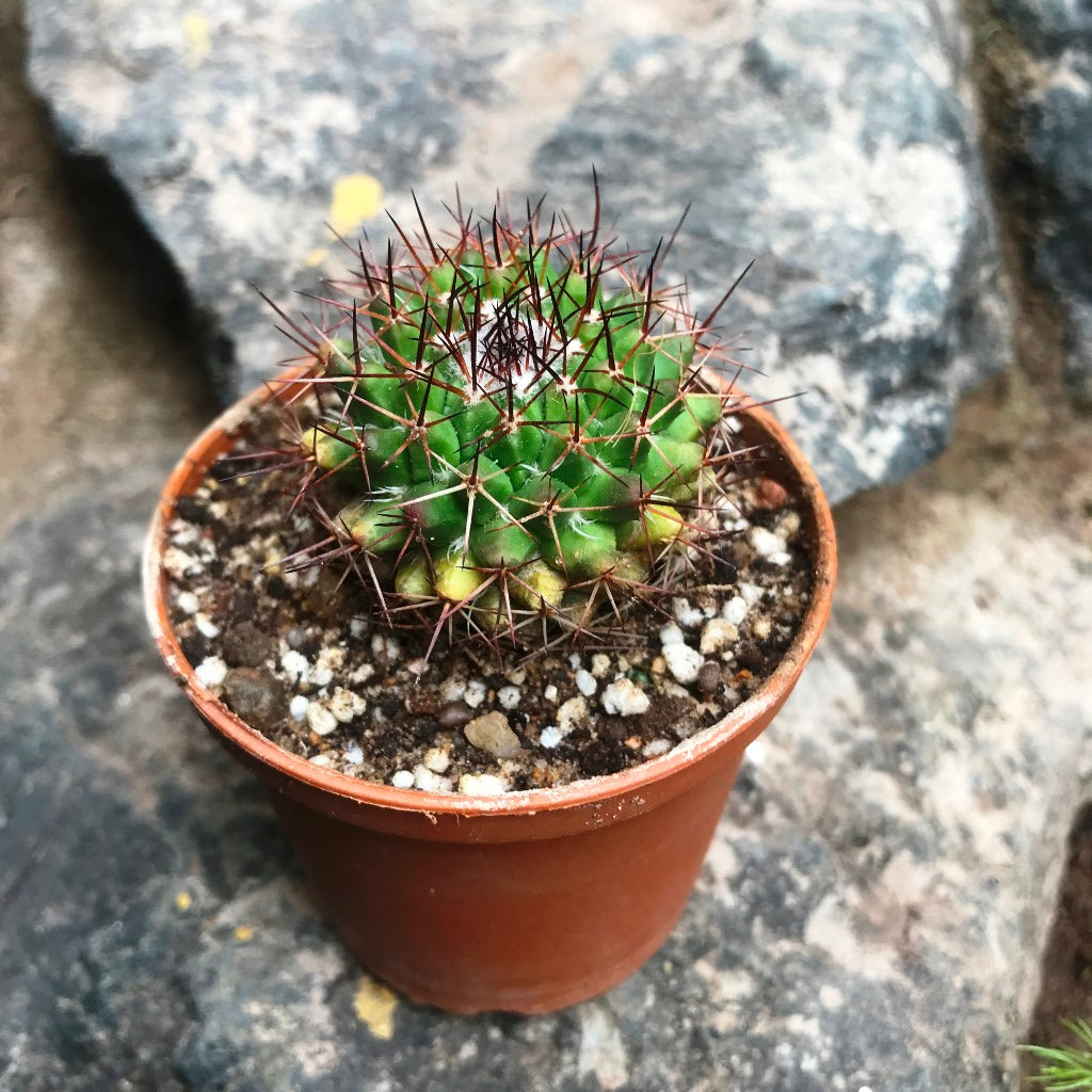 Mammillaria Confusa Cactus Plant - myBageecha