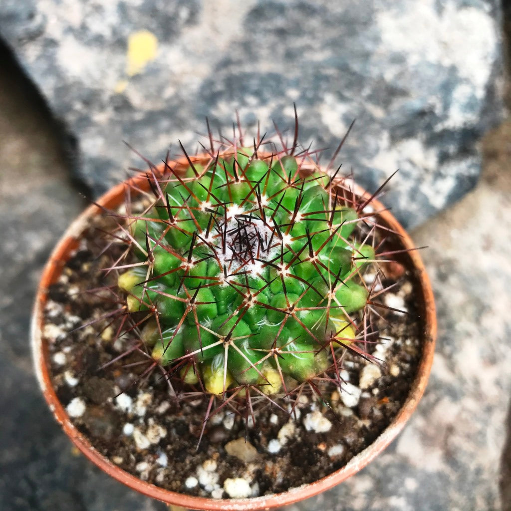 Mammillaria Confusa Cactus Plant - myBageecha