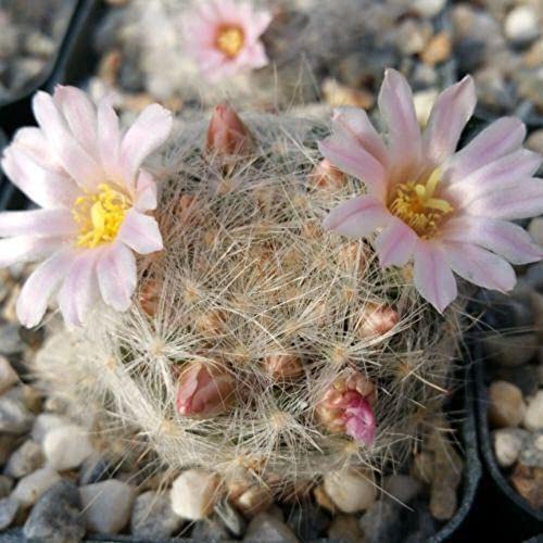 Mammillaria Glassii Ascensionis Cactus Plant - myBageecha