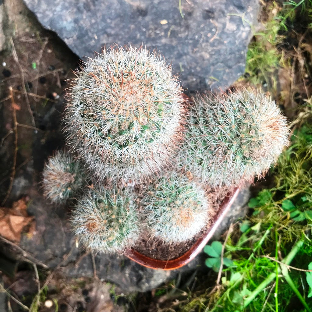 Mammillaria Matudae Clump Cactus Plant - myBageecha