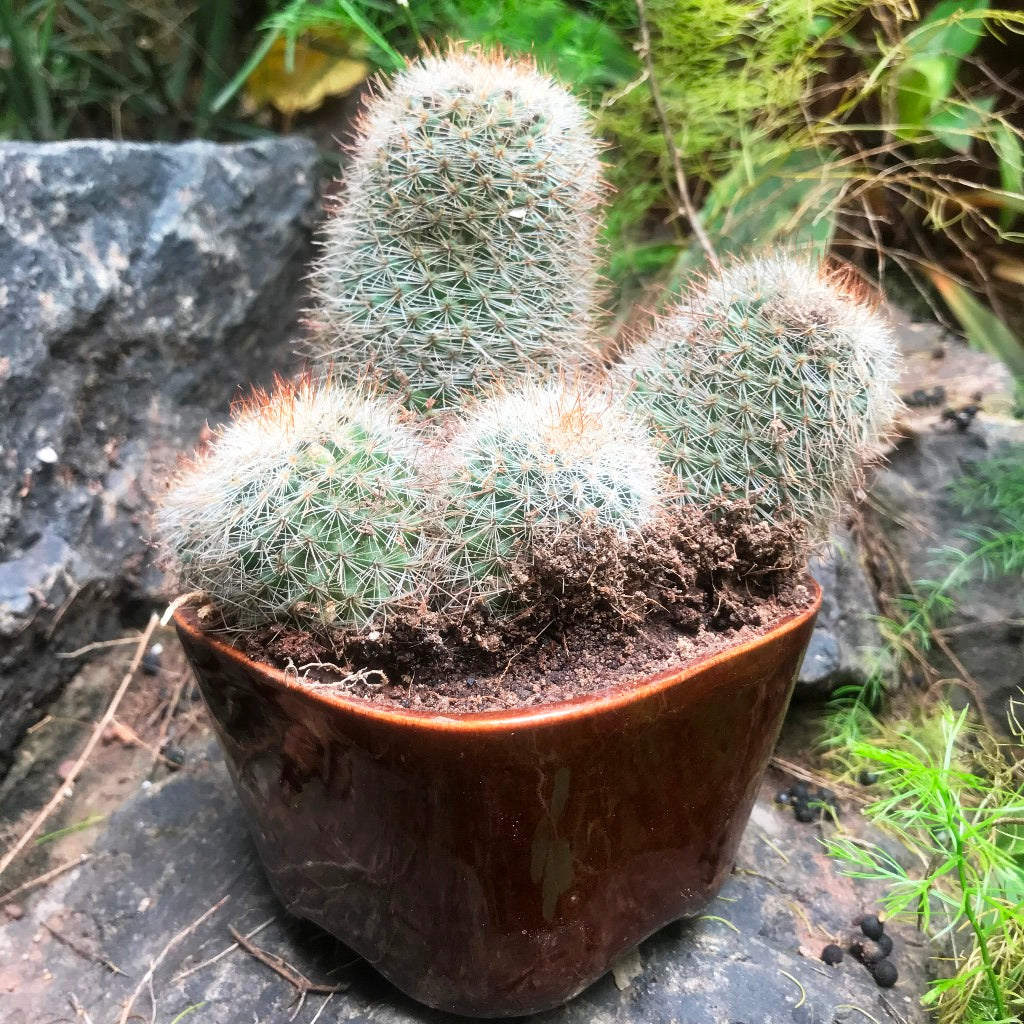 Mammillaria Matudae Clump Cactus Plant - myBageecha
