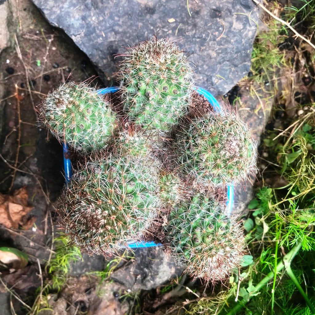 Mammillaria Spinosissima Rubrispina Clump Cactus Plant - myBageecha