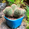 Mammillaria Spinosissima Rubrispina Clump Cactus Plant
