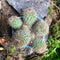 Mammillaria Spinosissima Rubrispina Clump Cactus Plant
