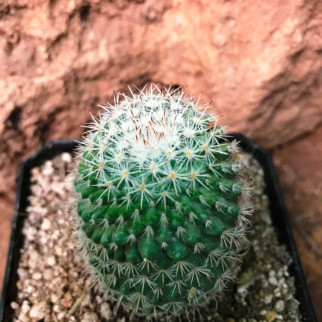 Mammillaria Voburnensis Cactus Plant - myBageecha