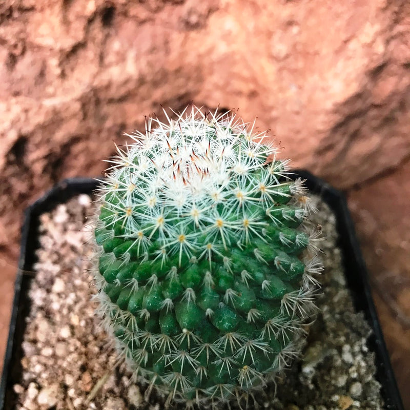 Mammillaria Voburnensis Cactus Plant