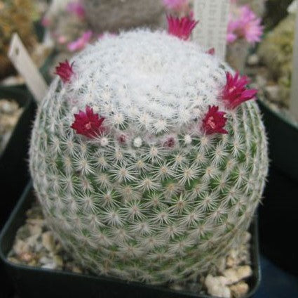 Mammillaria Albilanata Cactus Plant - myBageecha