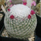 Mammillaria Albilanata Cactus Plant