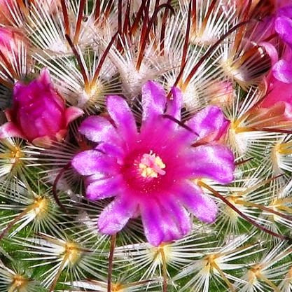 Silken Pincushion Cactus Cactus myBageecha - myBageecha