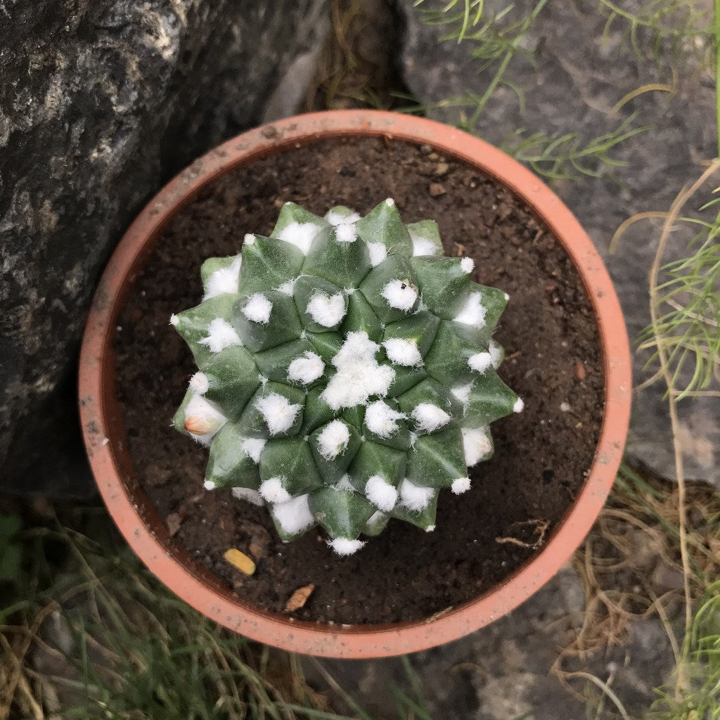 Mammillaria Bucareliensis cv. Erusamu Cactus Plant - myBageecha