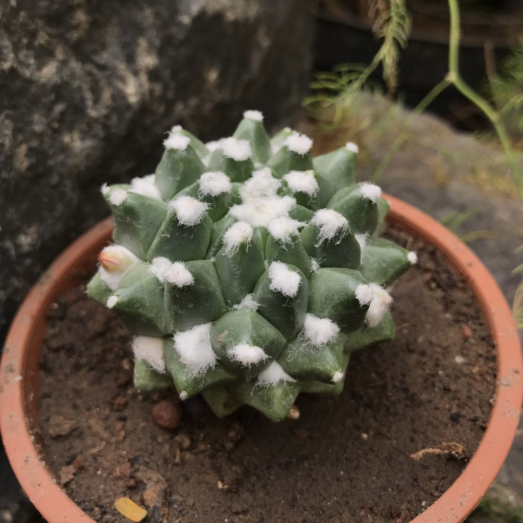 Mammillaria Bucareliensis cv. Erusamu Cactus Plant - myBageecha