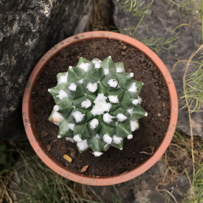 Mammillaria Bucareliensis cv. Erusamu Cactus Plant