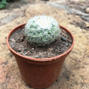 Mammillaria Elegans Elegant Nipple Cactus Plant