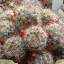 Mammillaria Prolifera Silver Cluster Cactus Plant